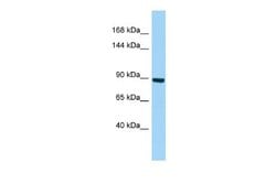 MYSM1 Rabbit anti-Human, Polyclonal, Novus Biologicals 0.1ml; Unconjugated:Antibodies,